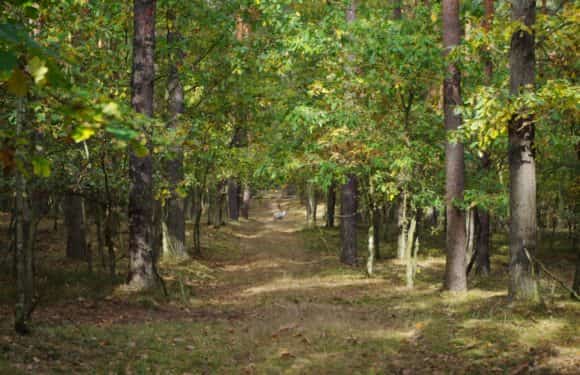Rajd rowerowy Skarby Lasu Komunalnego